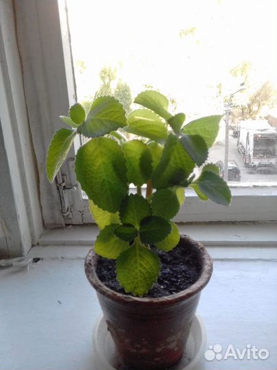 Пректрантус