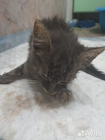 Котята в добрые руки даром