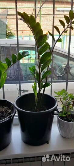 Комнатные растения цветы большие