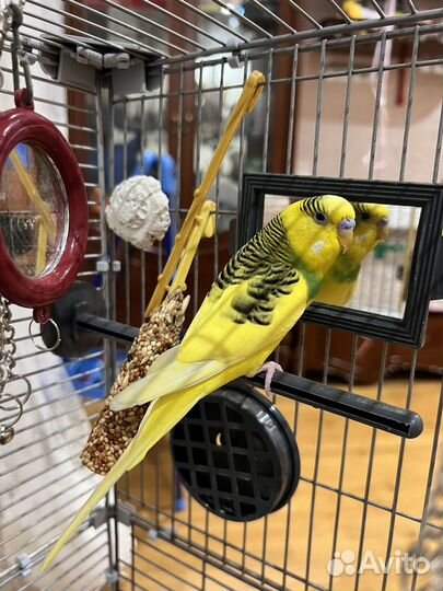 Продам клетку с попугаями