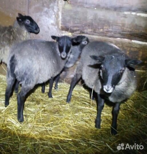 Ягнята,ярки,овцы