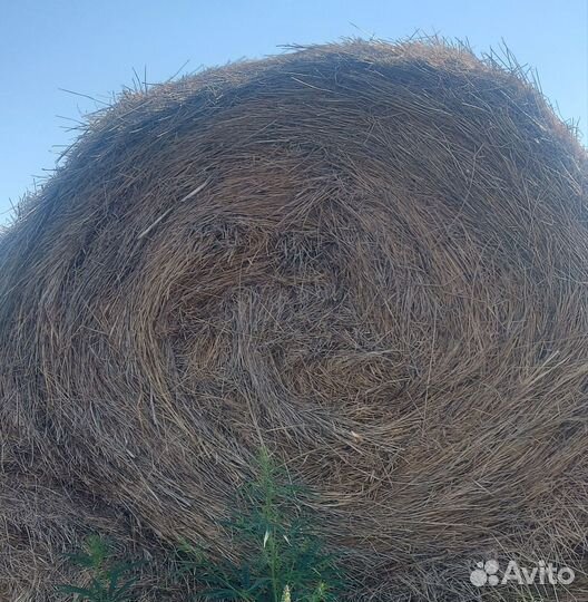 Сено в рулонах