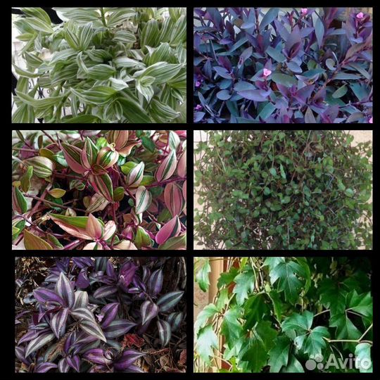 Комнатные цветы