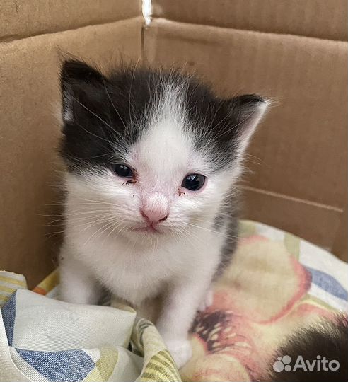 Пушистые котята в добрые руки