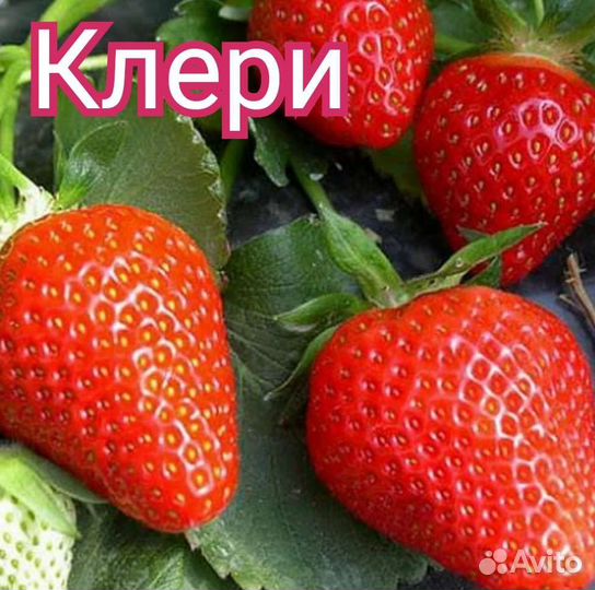 Рассада клубники Клери