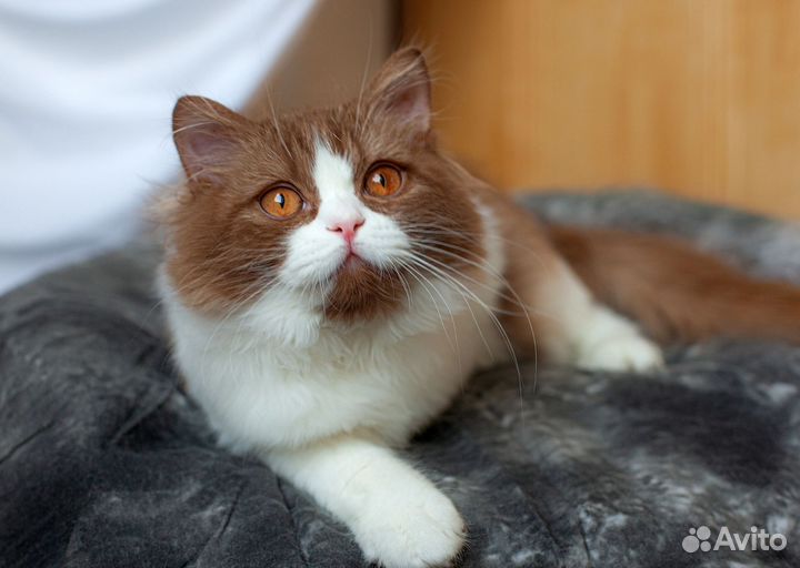 Британский мальчик 4.5 месяцев