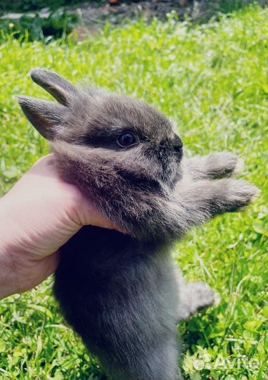 Карликовый кролик