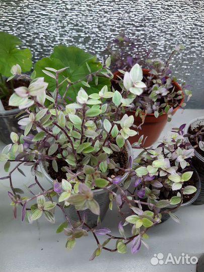 Цветы для дома