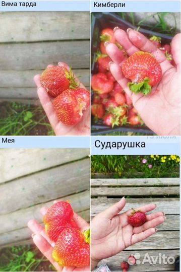 Рассада клубники