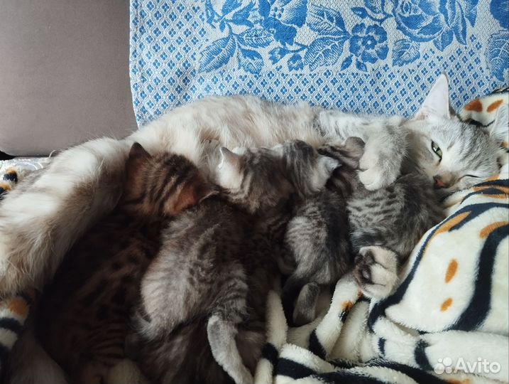 Шотландские вислоухие котята шиншилла