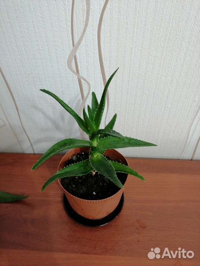 Комнатные растения