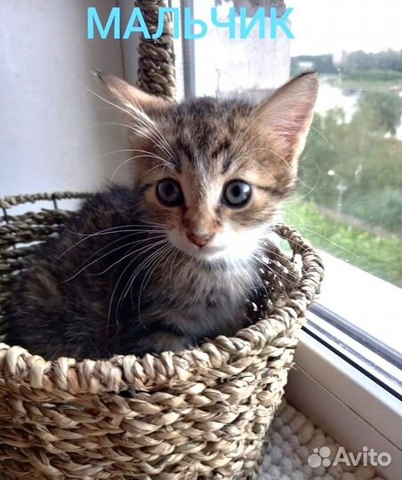 Котеночку очень нужен дом