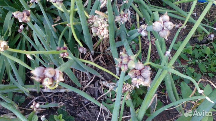 Лук многоярусный, слизун, лук Суворова