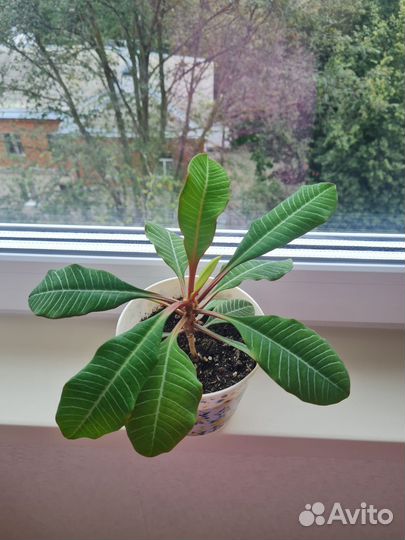 Цветочные растения в новых горшочках