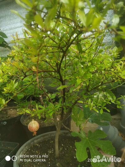 Саженцы фейхоа инжир гранат гуава пасифлора