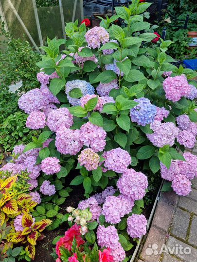 Широколистная гортензия