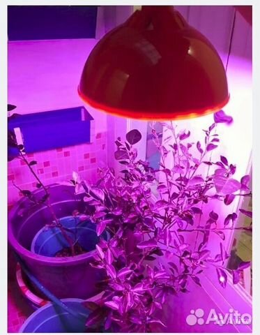 Лампы флора LED 7-50W для гидропоники и аквариума