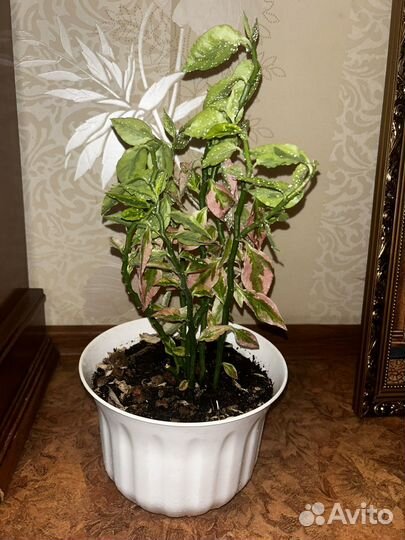 Комнатные цветы