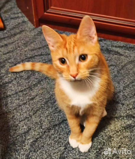 Кошечка рыжая красотка в добрые руки бесплатно