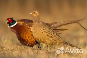 Фазаны Серебристые, Румынские ушастые, Охотничьи