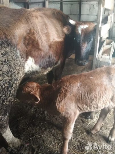 Продаю корову телёнка тёлку