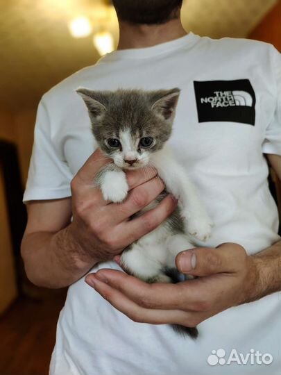 Котята в добрые руки бесплатно