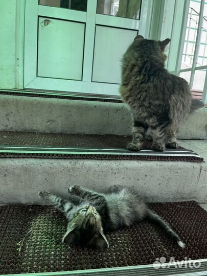 Котенок ищет дом