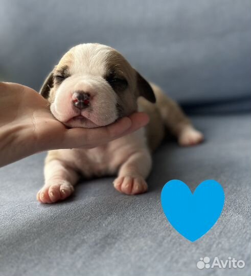 Щенки амстаффа