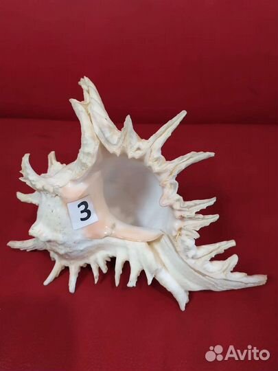 Морские ракушки раковины из личной колекции