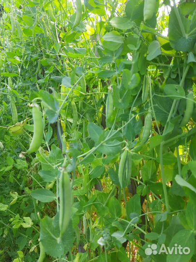 Горошек зеленый в стручках