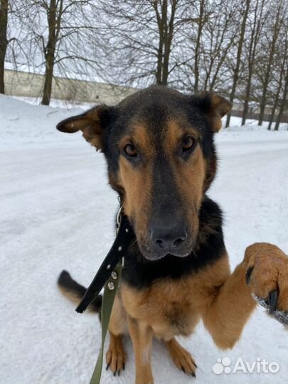 Бонд суперпес немецкая овчарка