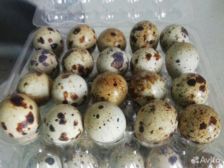 Яйца перепелиные домашние