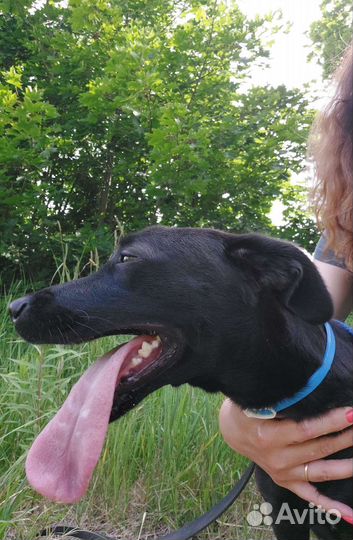 Собака в добрые руки