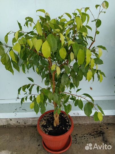 Фикус бенджамина