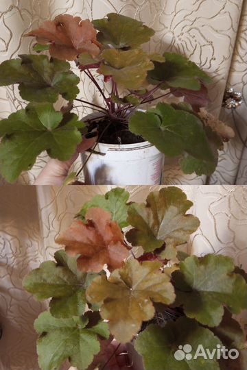 Многолетние садовые растения