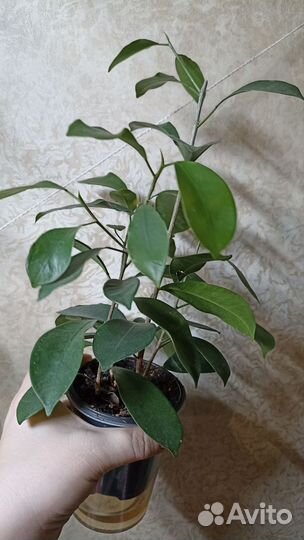 Фикусы разные