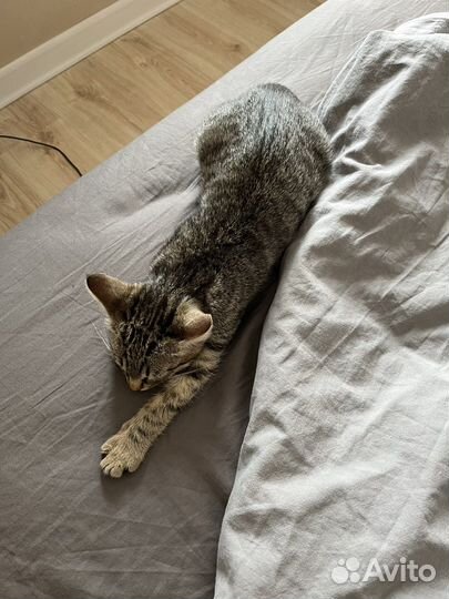 Котёнок (девочка) ищет дом