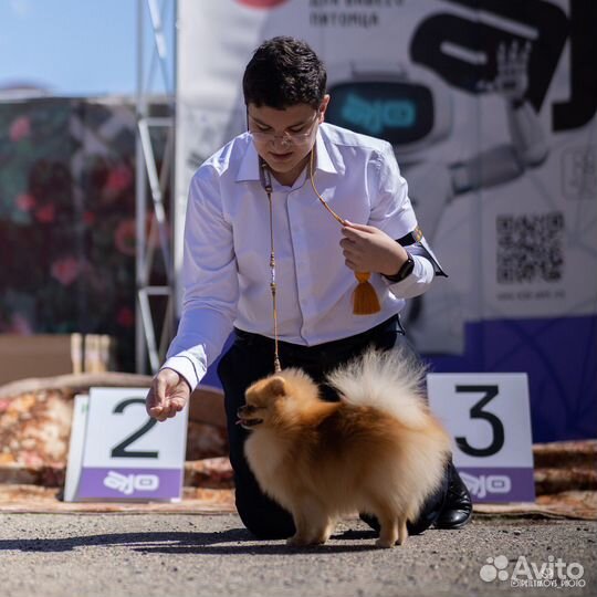 Услуги хендлера