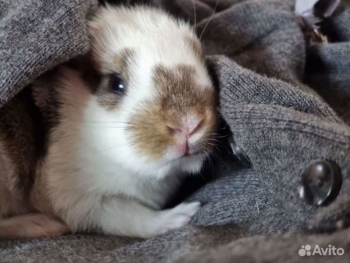 Ветеринар ветврач лечение консультация онлайн