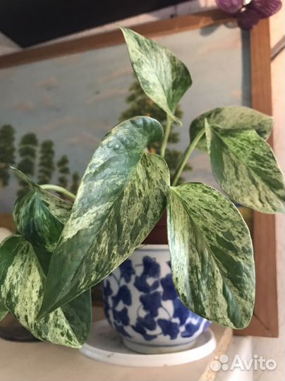 Эпипремнум марбл квин