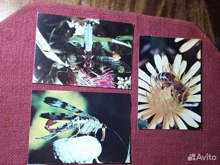 Открытки СССР (Насекомые) 1980 год