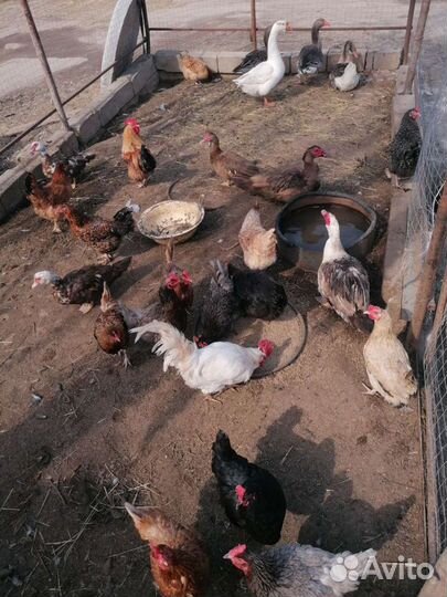 Комбикорм для кур несушек полнорационный