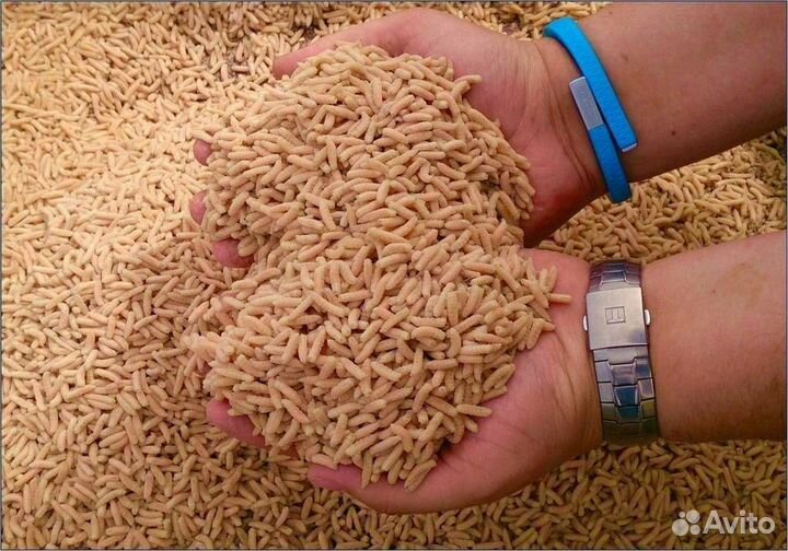 Червь для рыбалки