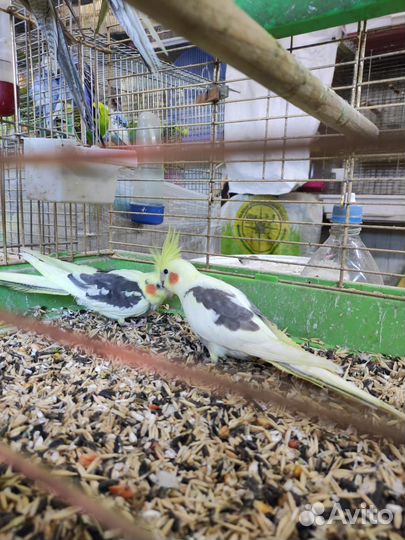 Попугай Корелла.Ц.Рынок