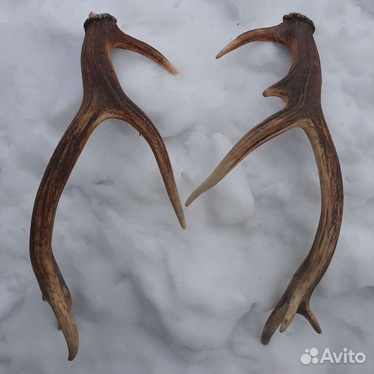 Продам рога лося, оленя