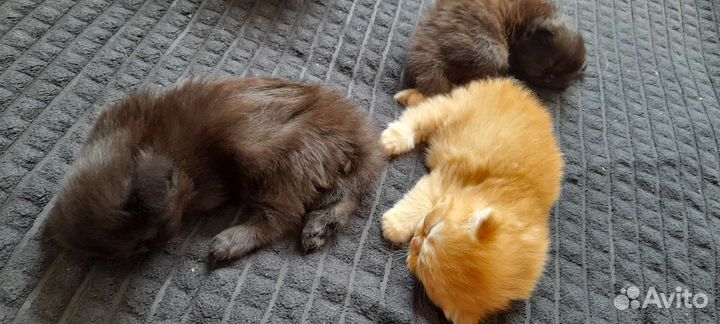 Котёнок персидский