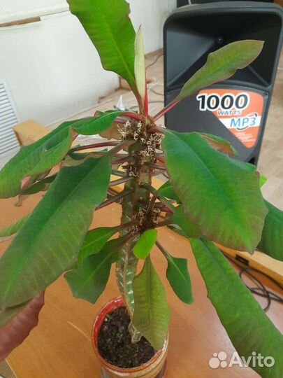 Взрослый цветок молочай с горшком