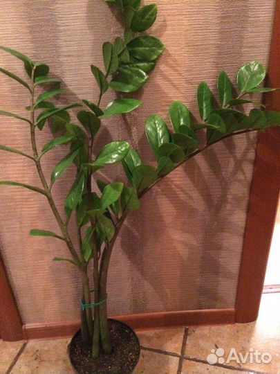 Замиокулькас