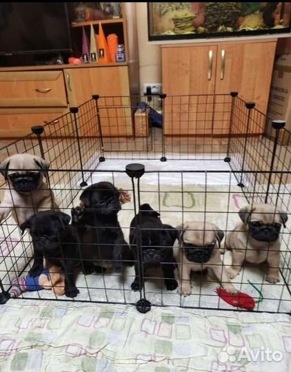 Щенки мопса