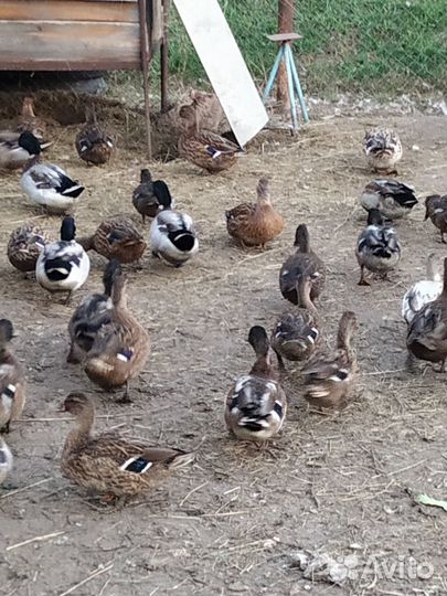 Подсадные утки